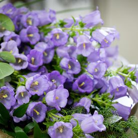 Champion Pro Lavender, (F1) Campanula Seeds